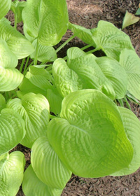 Hosta 'Zounds'                          